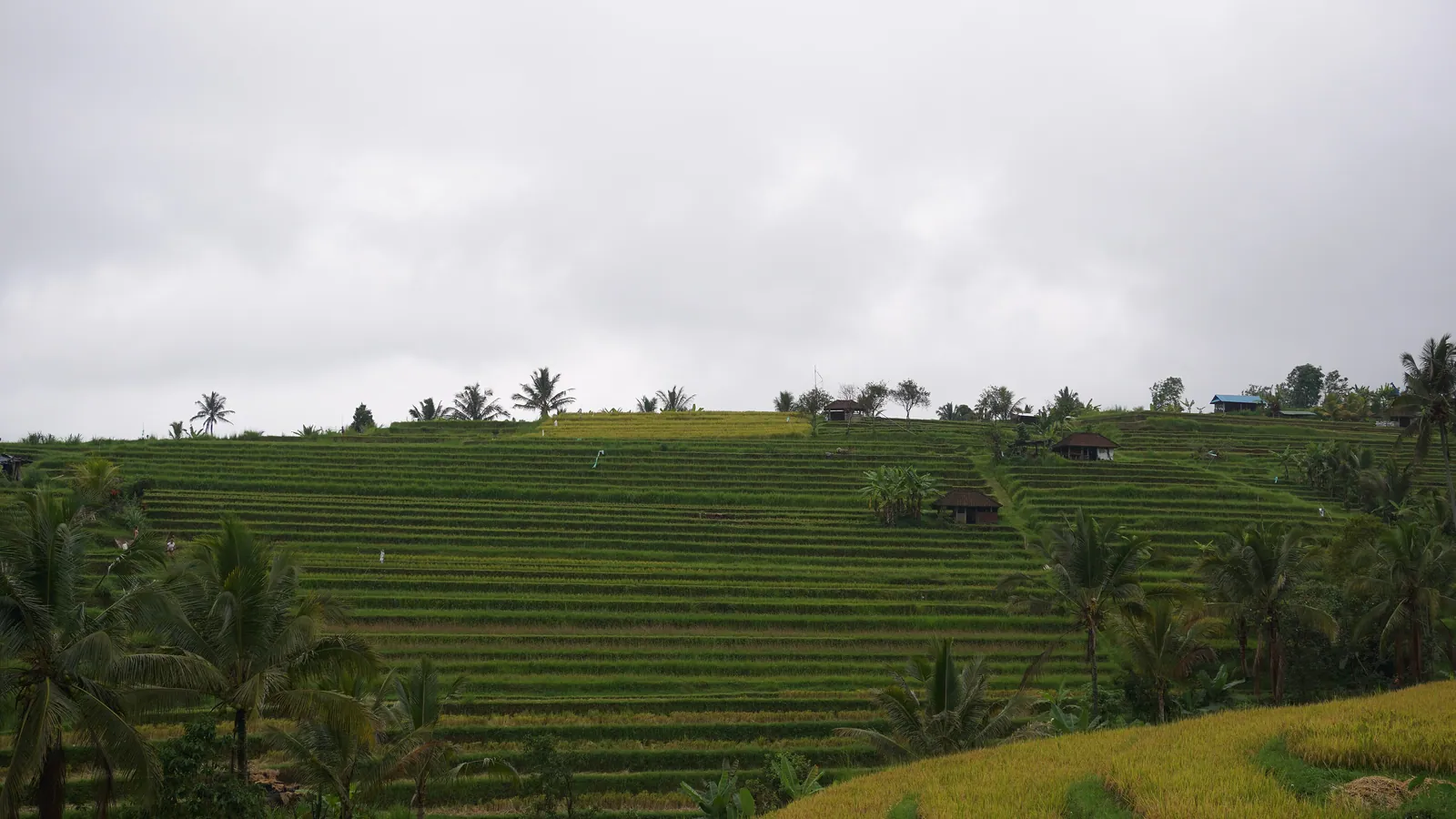 Terraced rice fields stepping down a hillside in Bali, the subak irrigation system that also slows rainwater runoff